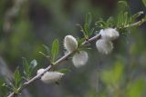 Amygdalus petunnikowii. Часть ветви с плодами. Узбекистан, Ташкентская обл., южный склон Чаткальского хребта, бассейн р. Ахангаран, Каттасай, выше турбазы Янгиабад, около 1800 м н.у.м, крутой каменистый склон. 18.05.2022.