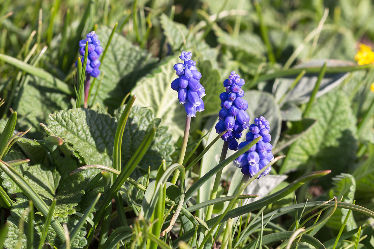 Изображение особи Muscari dolichanthum.