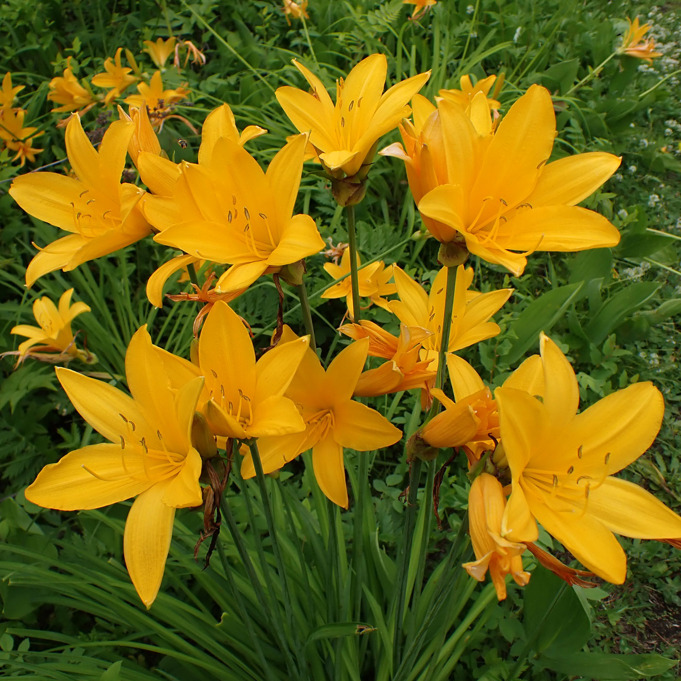 Изображение особи Hemerocallis middendorffii.