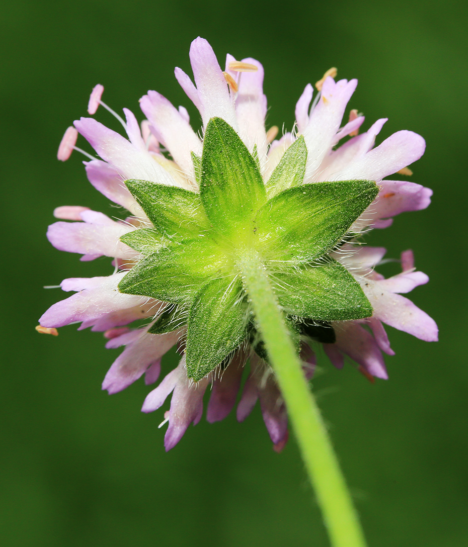 Image of Knautia arvensis specimen.