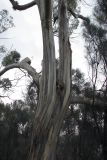 род Eucalyptus. Ствол и основания скелетных ветвей. Австралия, штат Тасмания, национальный парк \"Mount Bruny\". 04.01.2011.