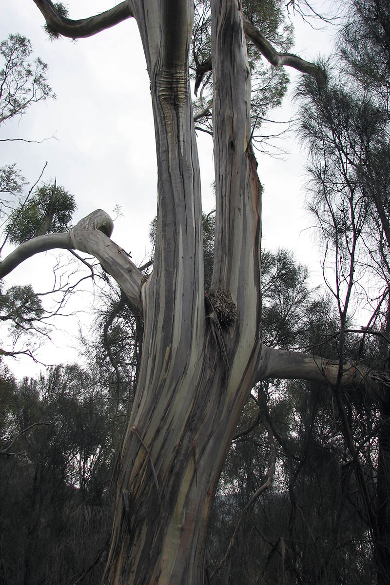 Изображение особи род Eucalyptus.