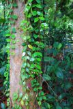 genus Aeschynanthus