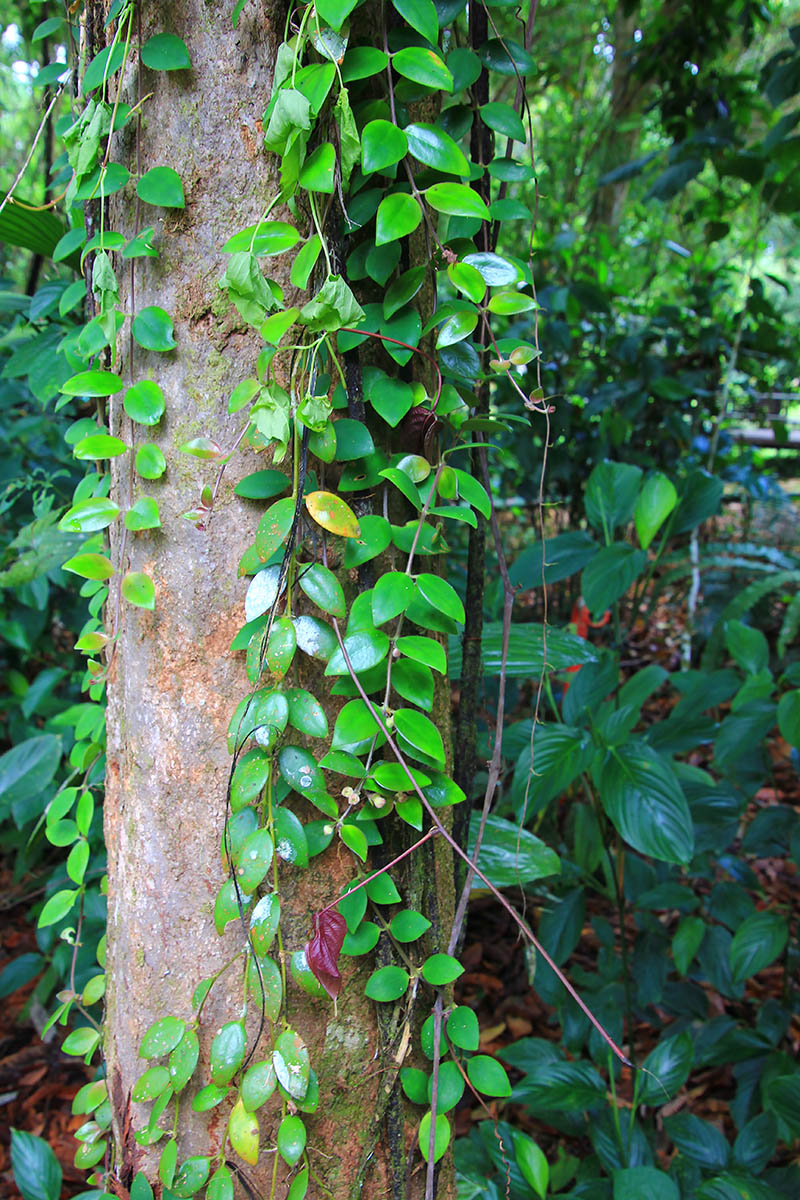 Изображение особи род Aeschynanthus.