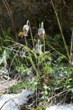 Pulsatilla campanella