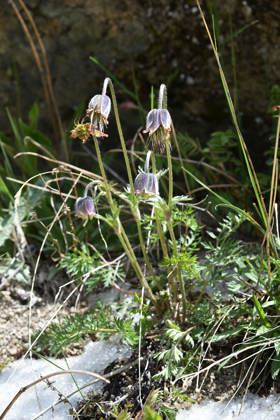 Image of Pulsatilla campanella specimen.