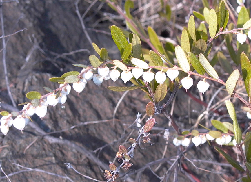 Image of Chamaedaphne calyculata specimen.