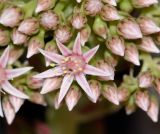 Aeonium decorum