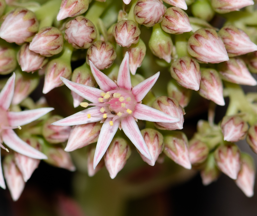 Image of Aeonium decorum specimen.