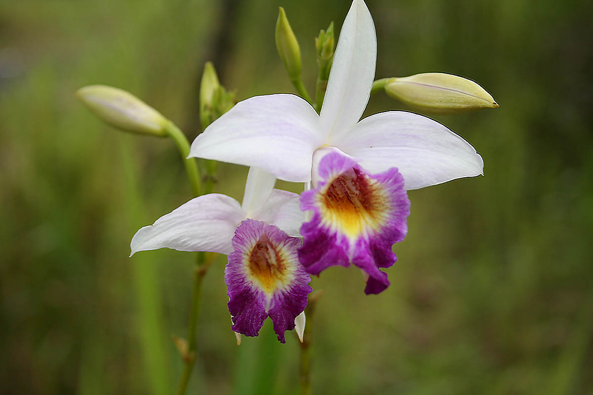 Image of Arundina graminifolia specimen.