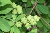 genus Exochorda