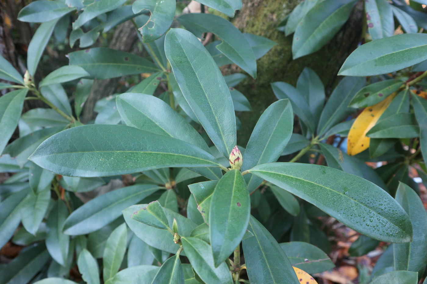 Image of Rhododendron ponticum specimen.