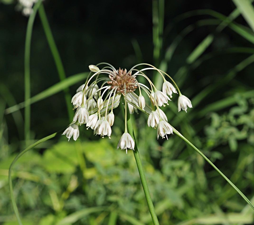 Image of Allium oleraceum specimen.