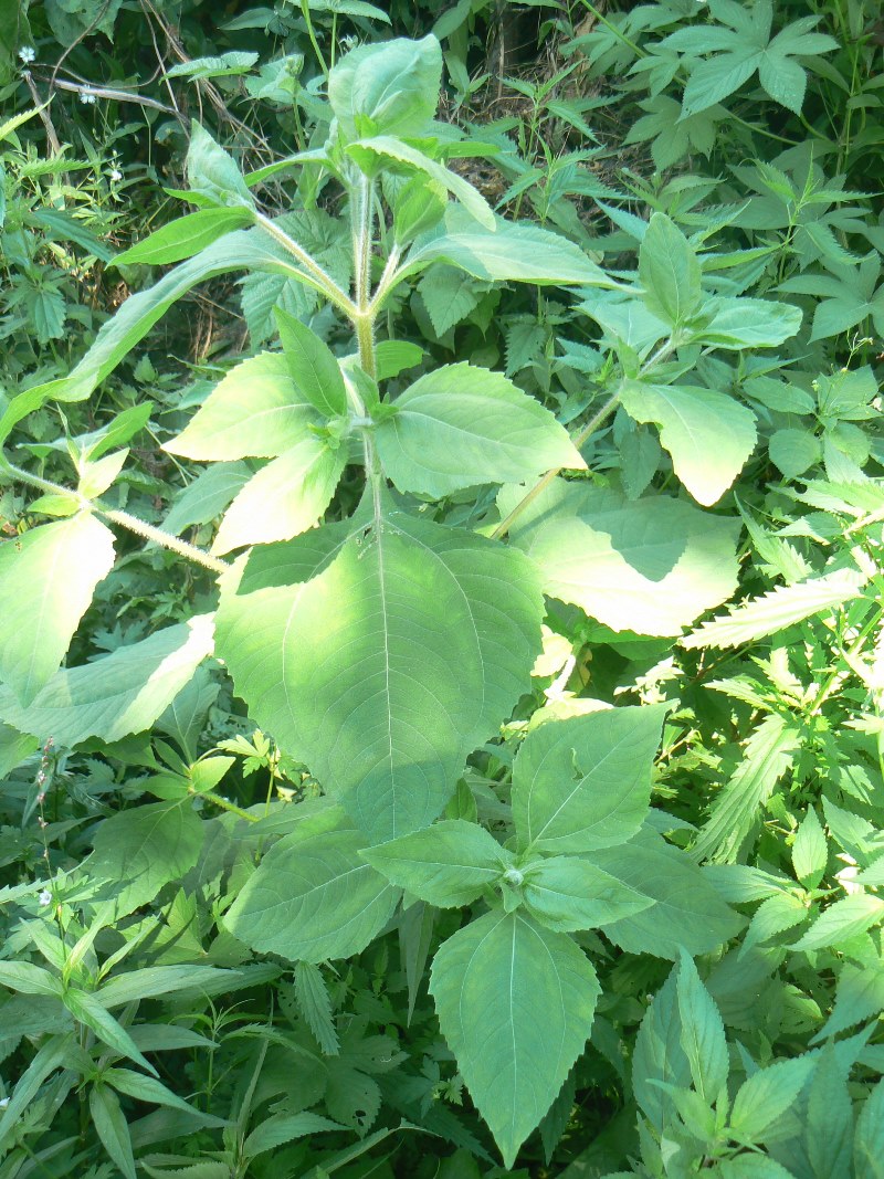 Изображение особи Sigesbeckia pubescens.