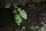 Campanula pendula. Вегетирующее растение. Республика Адыгея, правый борт долины руч. Бачурина, нижняя часть скалы Парус, над нишей. 27 июля 2022 г.