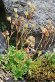 Saxifraga cespitosa. Плодоносящее растение. Мурманская обл., Восточный Мурман, окр. пос. Дальние Зеленцы, скалы на мысе Аварийный. 02.08.2010.