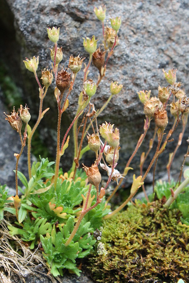 Image of Saxifraga cespitosa specimen.