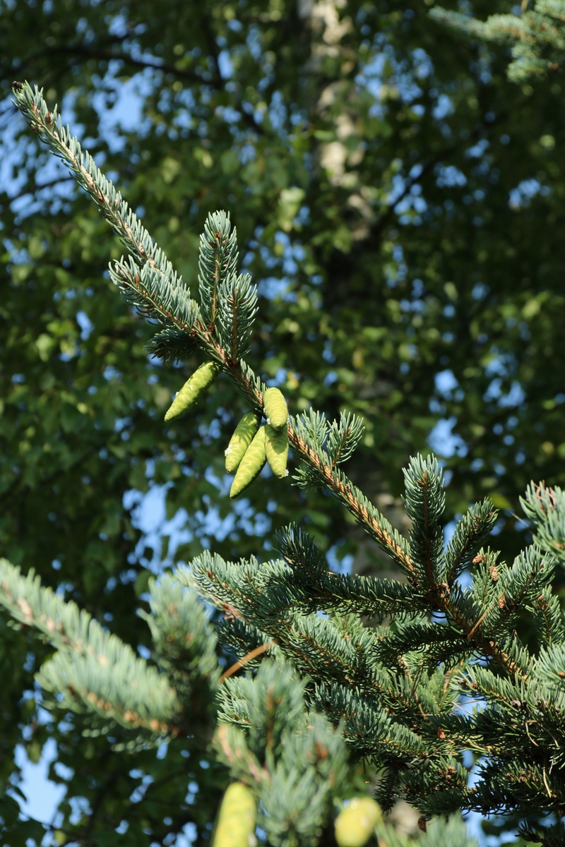 Изображение особи Picea glauca.