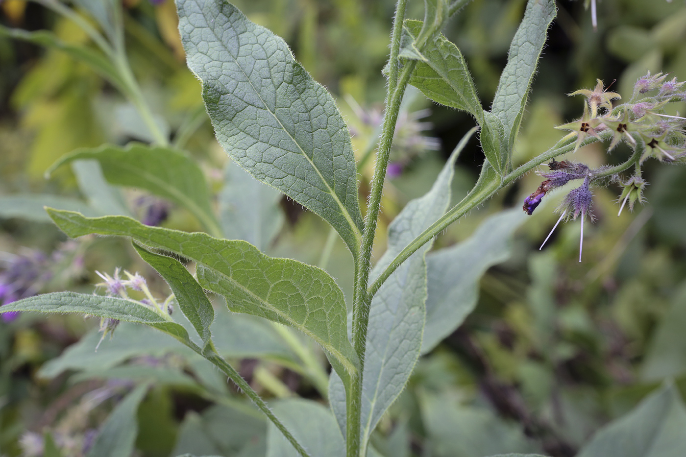 Изображение особи Symphytum &times; mosquense.