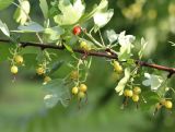 Ribes aureum. Часть веточки с созревающими плодами. Республика Алтай, Шебалинский р-н, с. Камлак, Горно-Алтайский ботанический сад, в культуре. 03.07.2022.