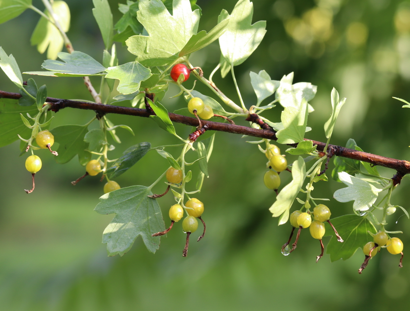 Изображение особи Ribes aureum.