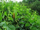 Aristolochia clematitis. Заросли цветущих растений, поедаемых гусеницами Zerynthia polyxena. ДНР, Донецк, река Кальмиус выше Нижнекальмиусского водохранилища, правый берег. 10.06.2017.