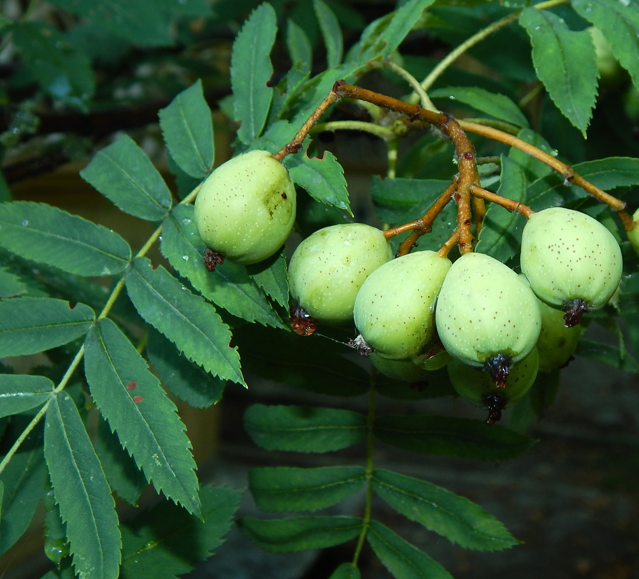 Image of Sorbus domestica specimen.