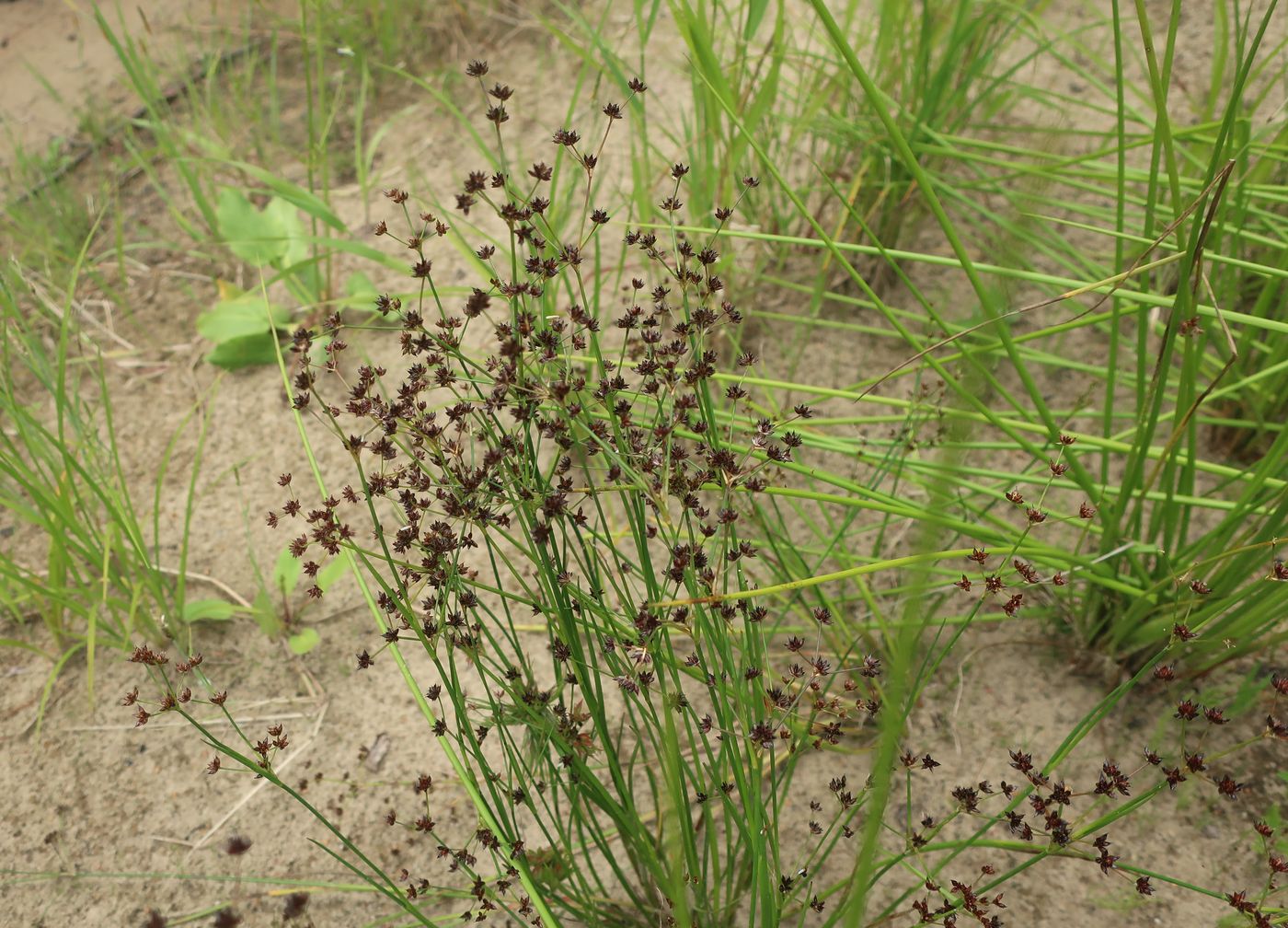 Изображение особи Juncus articulatus.
