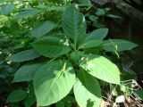 Impatiens parviflora. Цветущее и плодоносящее растение. Узбекистан, Джизакская обл., хр. Нуратау, Нуратинский заповедник, ур. Маджерумсай, долина горной речки, около 1300 м н.у.м., под пологом галерейного орехо-плодового леса. 16.08.2010.
