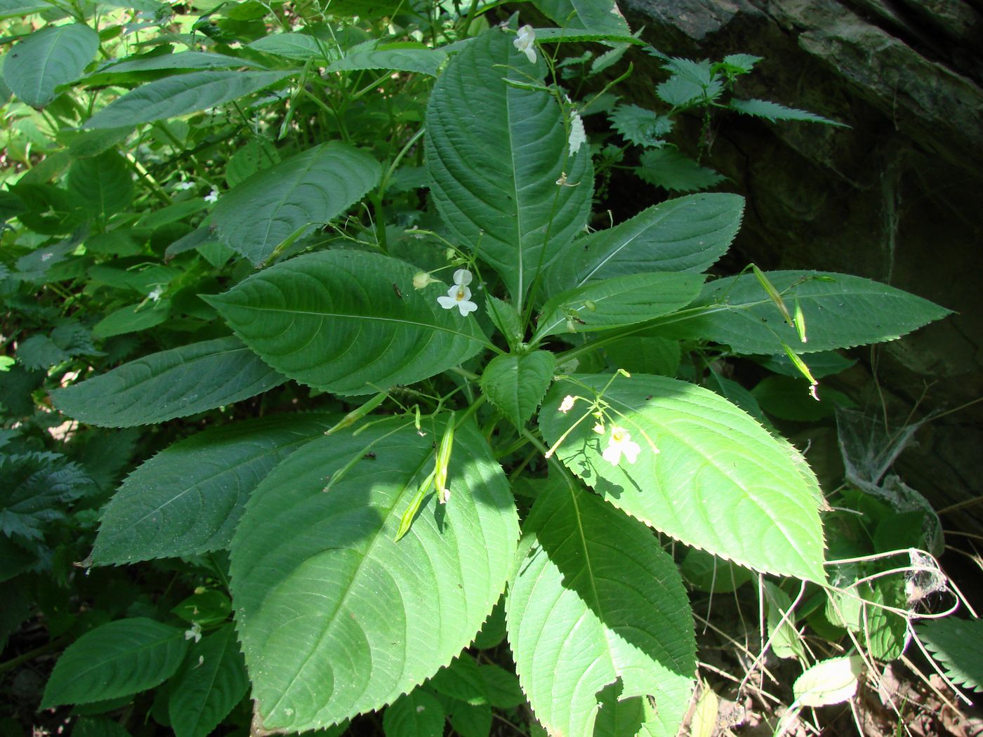 Image of Impatiens parviflora specimen.