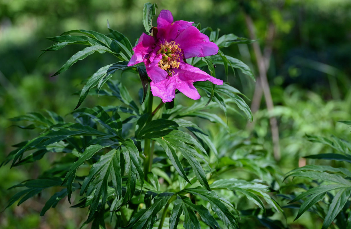 Изображение особи Paeonia anomala.