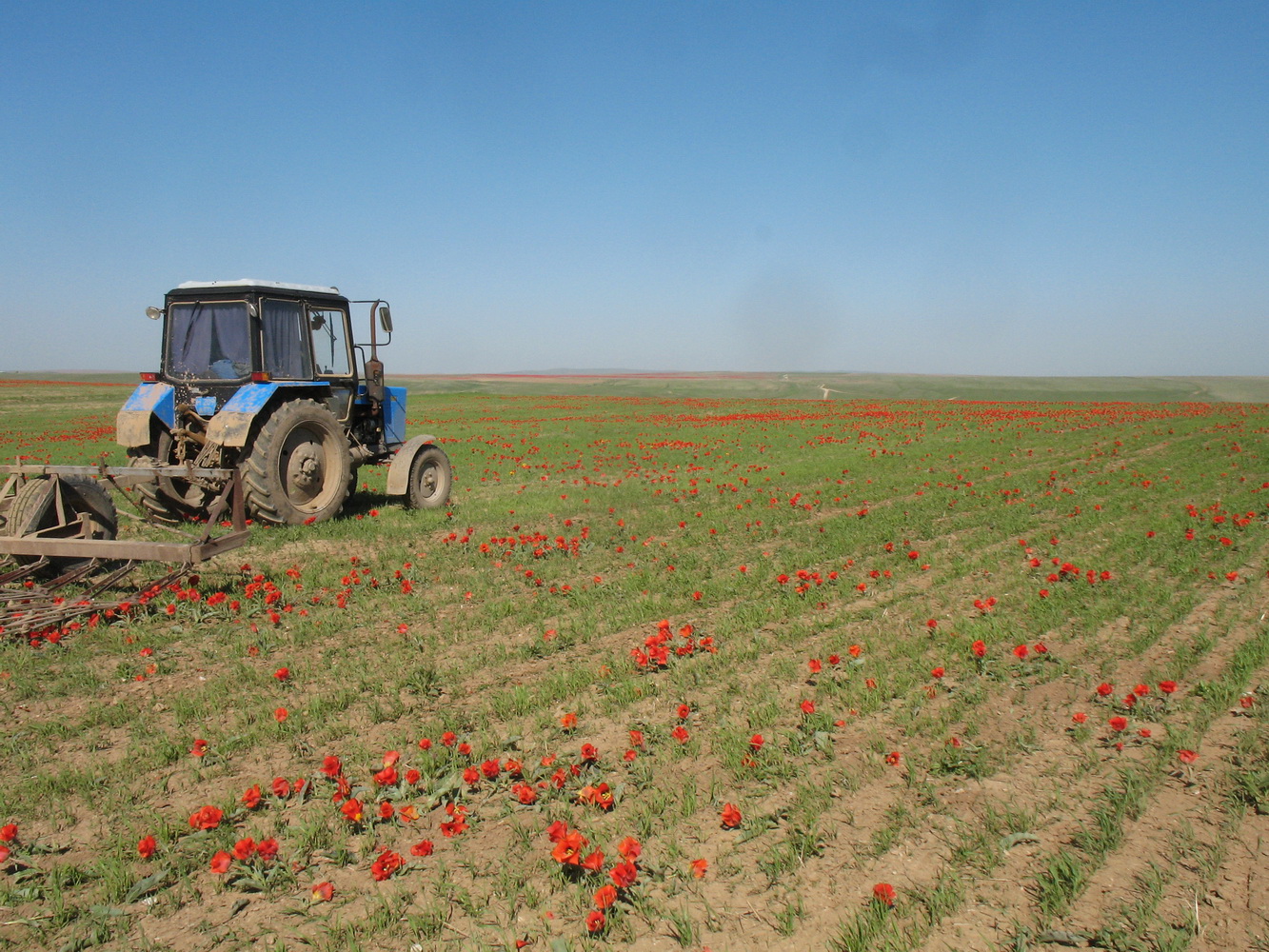 Изображение особи Tulipa greigii.