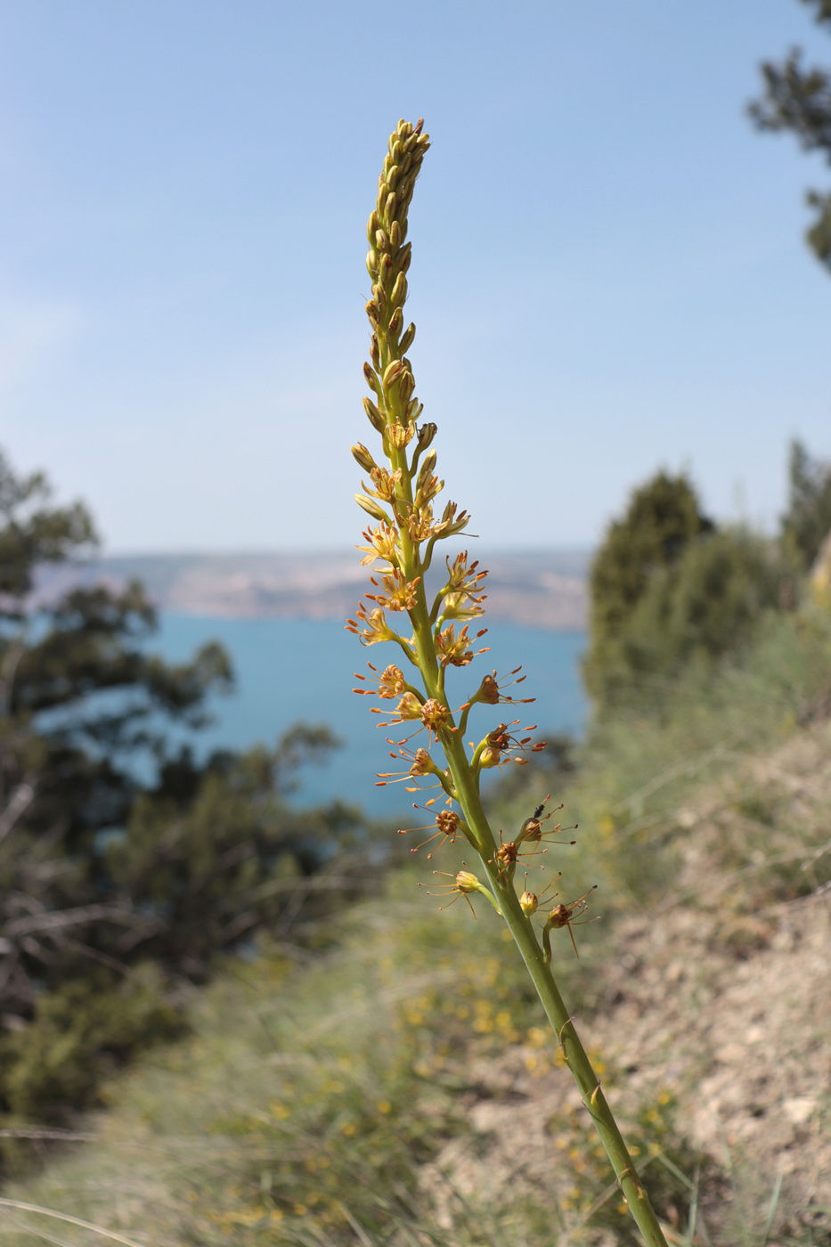 Image of Eremurus jungei specimen.