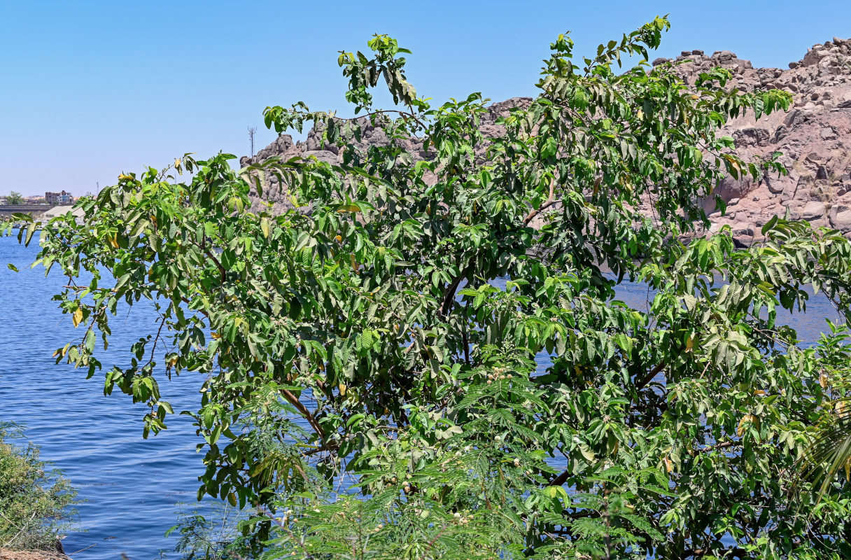 Image of Psidium guajava specimen.