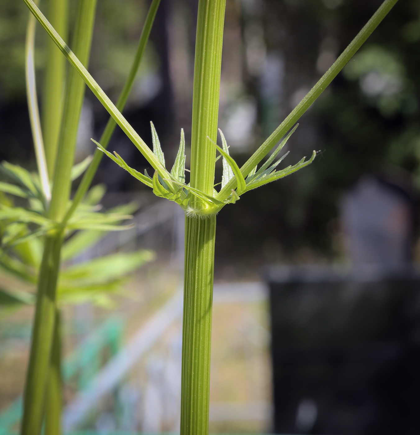 Image of Valeriana wolgensis specimen.