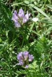 Astragalus captiosus