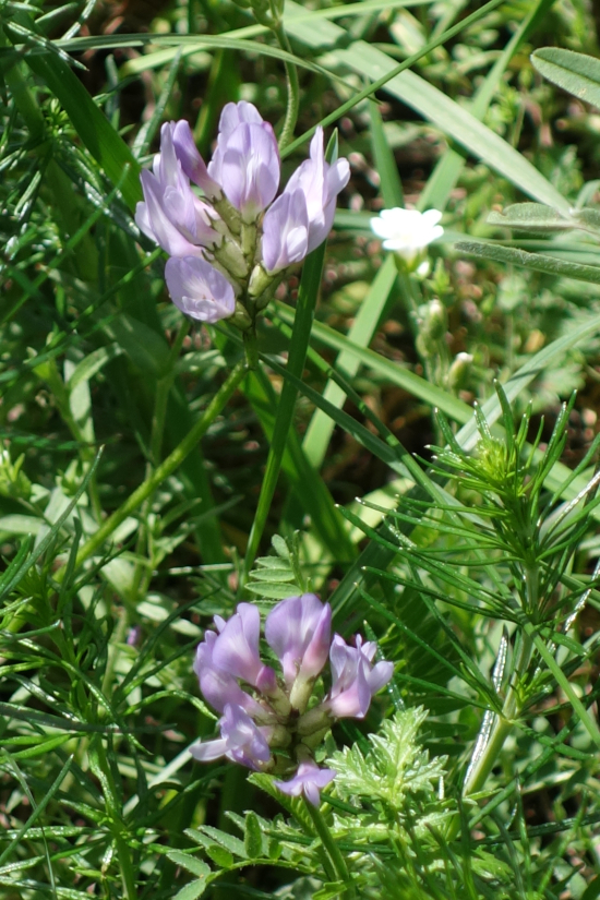 Изображение особи Astragalus captiosus.