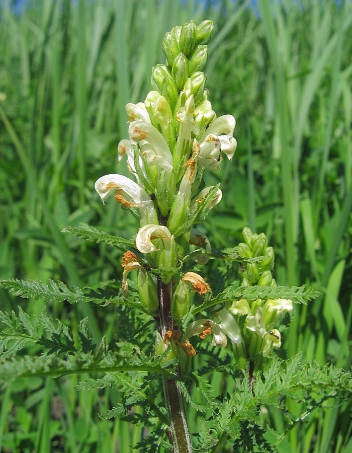 Image of Pedicularis sibirica specimen.