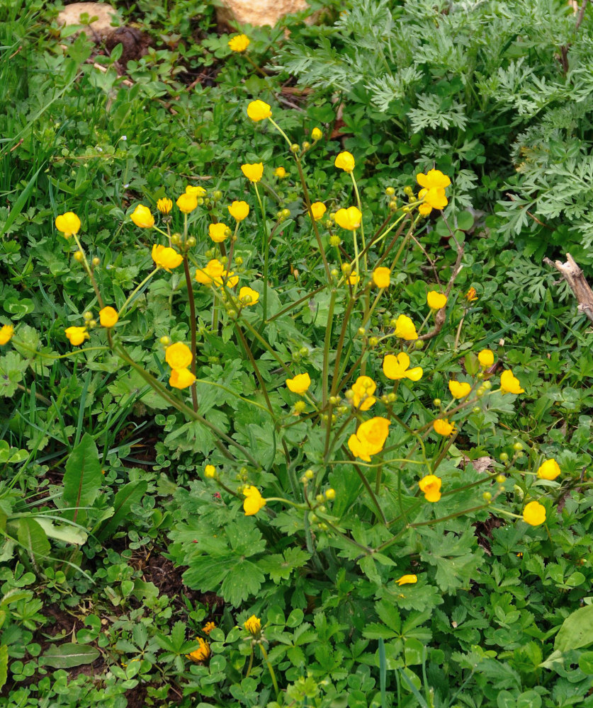 Изображение особи Ranunculus grandiflorus.