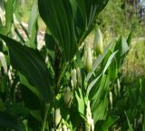 genus Polygonatum