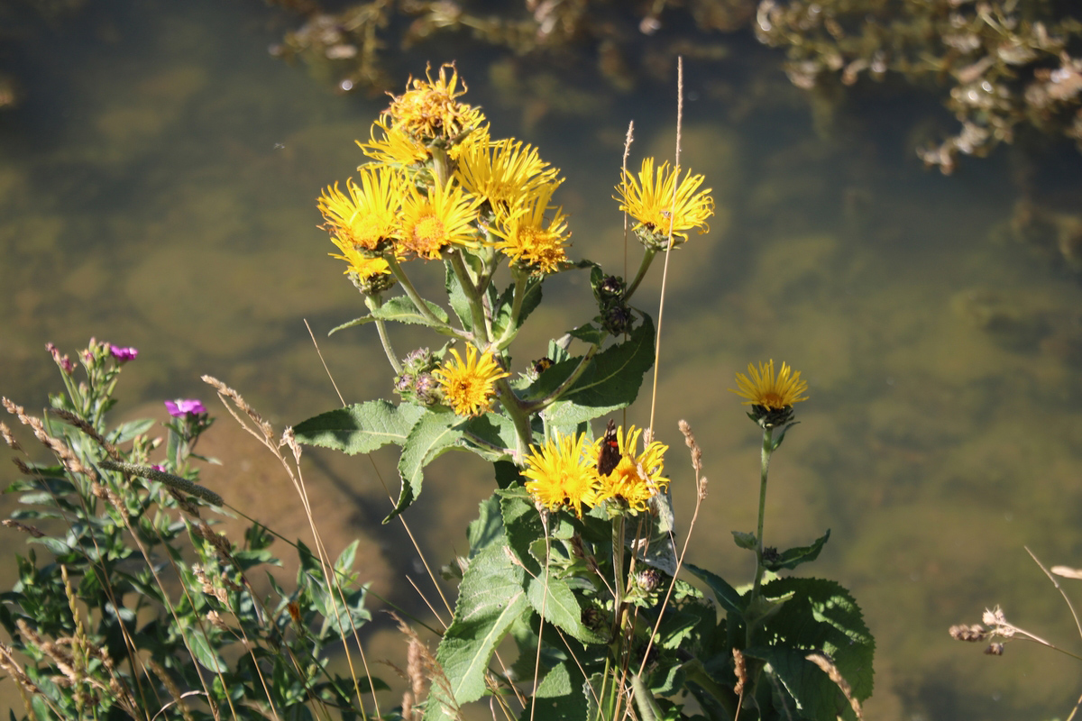 Изображение особи Inula helenium.