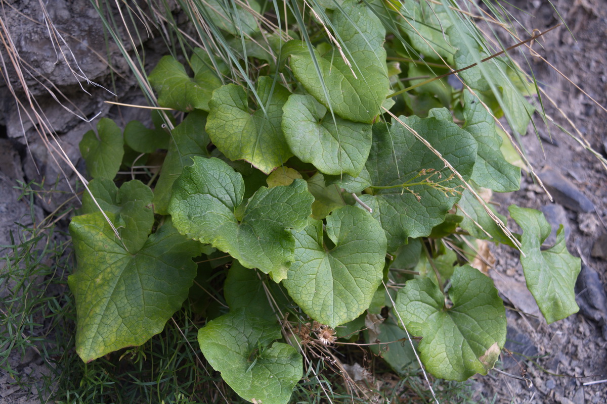 Image of Valeriana tiliifolia specimen.