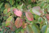 Corylus americana