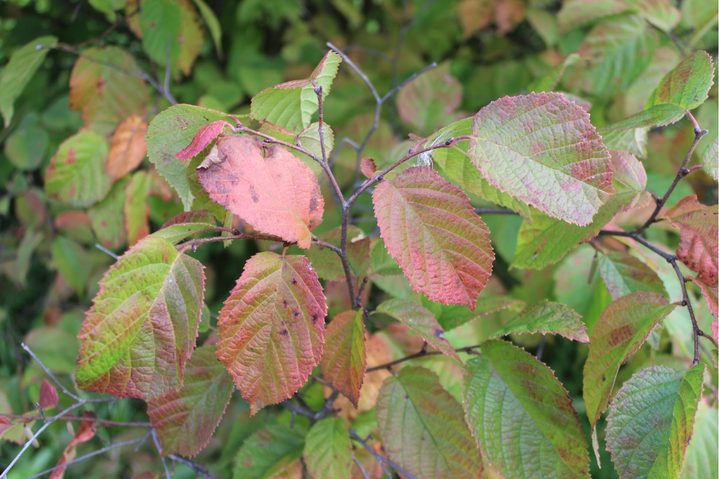 Изображение особи Corylus americana.