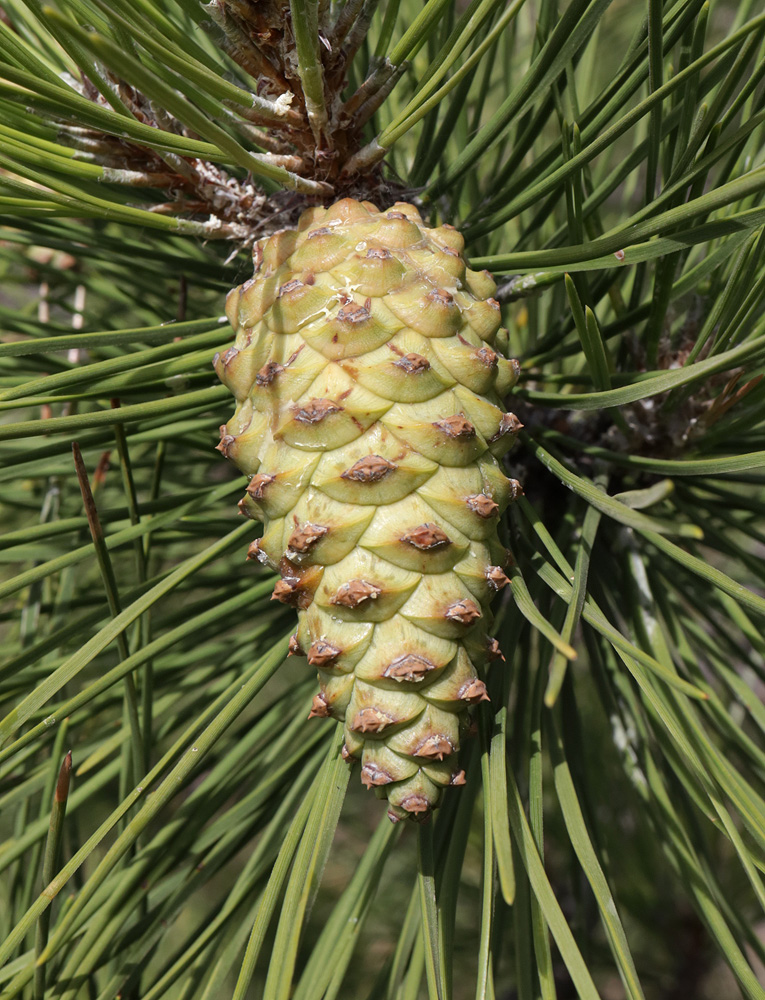 Изображение особи Pinus pallasiana.