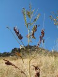 Glycyrrhiza glabra