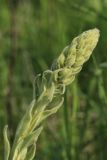 Verbascum thapsus