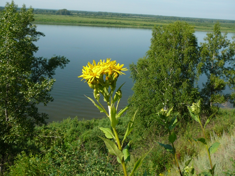 Image of Senecio nemorensis specimen.