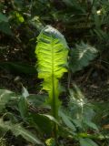 genus Taraxacum