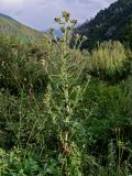 Cirsium polyacanthum. Цветущее растение. Киргизия, Джалал-Абадская обл., Западный Тянь-Шань, северный берег оз. Сары-Челек, ≈ 1900 м н.у.м., влажный луг. 13.07.2022.